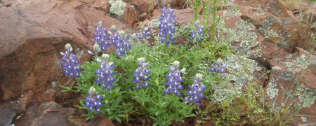 Texas Hill Country
